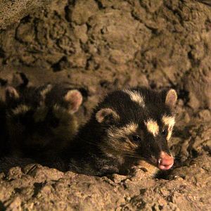 Formosan ferret badger (Melogale moschata subaurantiaca)