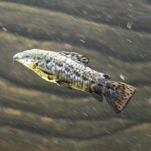 Megalechis thoracata