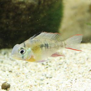 Mikrogeophagus altispinosus