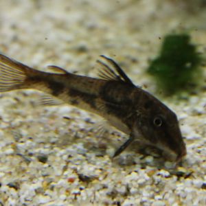 Scleromystax barbatus