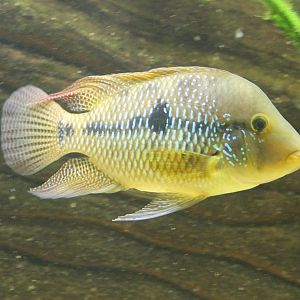 Gymnogeophagus rhabdotus