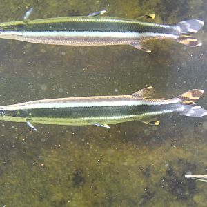 Boulengerella lateristriga