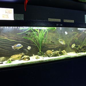 South-american frehwater tank