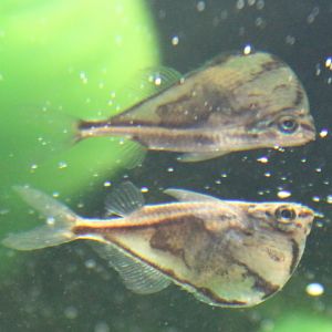 Carnegiella strigata