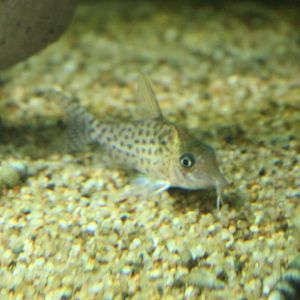 Corydoras agassizii