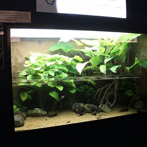 Smaller South-american freshwater tank