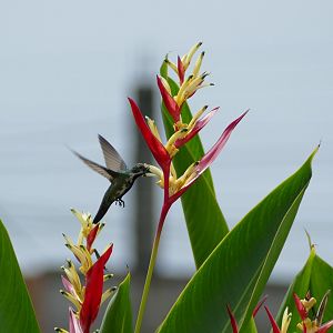 Black-throated Mango
