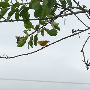 American Yellow Warbler