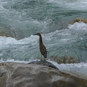 Fasciated Tiger-heron  (Juvenile)