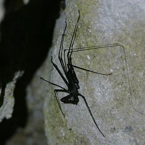 Whip Scorpion