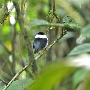 White-Bearded Manakin