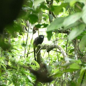 Brown-Mantled Tamarin