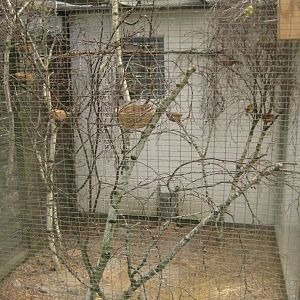 Frydenlund Fuglepark - Canary aviary