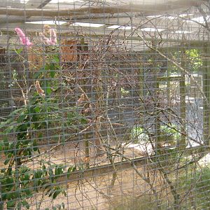 Frydenlund Fuglepark - Mixed aviary