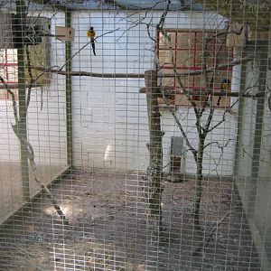 Frydenlund Fuglepark - Starling aviary