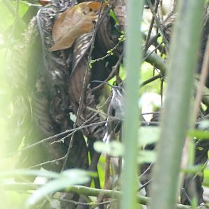 White-bearded Hermit