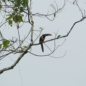 Chestnut-eared Araçari