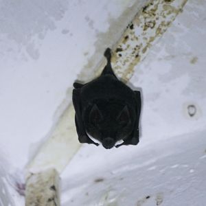 Bat ID