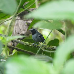 Black-faced Antbird