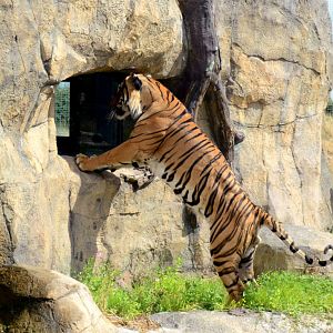 Cicip checking the windows again