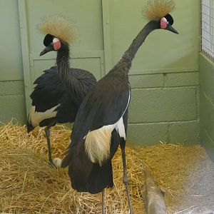 Black crowned crane nest, August 2018