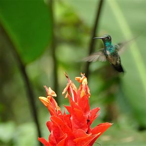 Glittering-throated Emerald