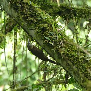 Lafresnaye’s Woodcreeper