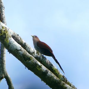 Common Squirrel-cuckoo