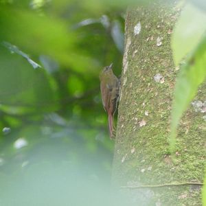 Wedge-billed Woodcreeper