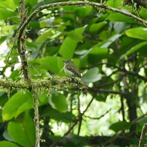 Western Olivaceous Flatbill