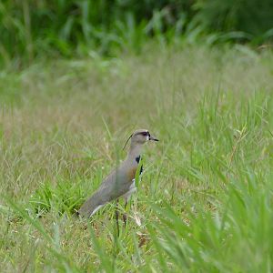 Southern Lapwing