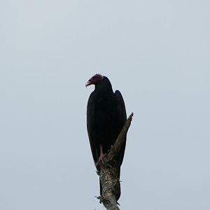 Turkey Vulture