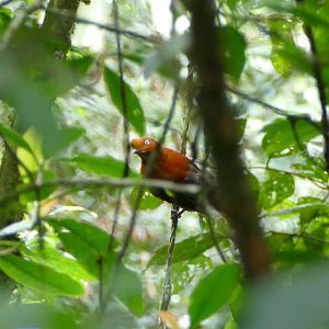 Andean Cock-of-the-rock