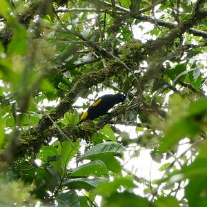 Yellow-rumped Cacique