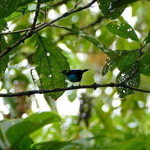 Paradise Tanager