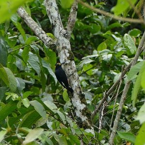 Yellow-tufted Woodpecker