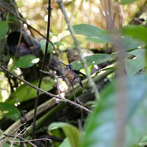Black-throated Hermit