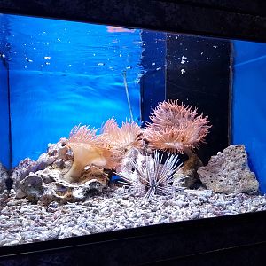 Sea-anemones, Sea-urchin and Anemonefish