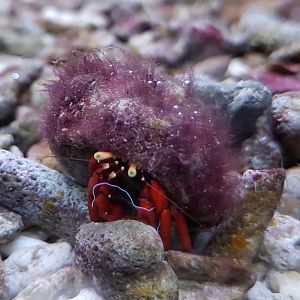 Heremit-crab