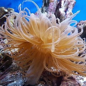Sea-anemone