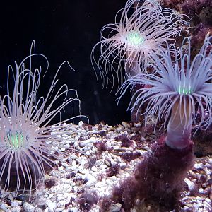 Cerianthus membranaceus