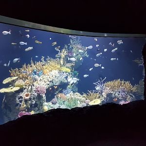 Coralreef-fish tank