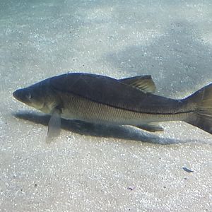 Common snook