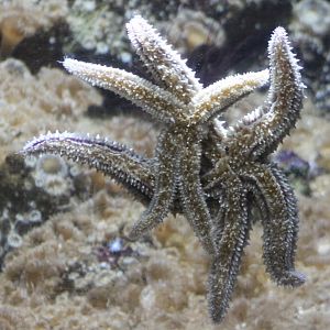 Starfishes