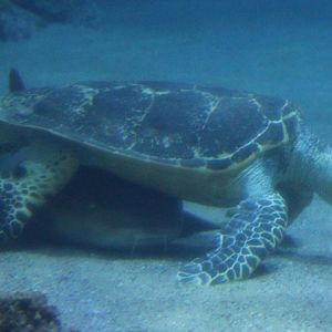 Sea turtle and nurse shark