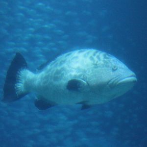Grouper ID