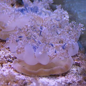 Up-side-down jellyfish