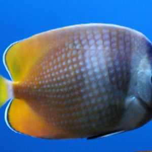 Chaetodon kleinii