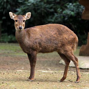 Bawean deer (Hyelaphus kuhlii)