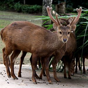 Bawean deer (Hyelaphus kuhlii)